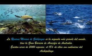 La Reserva Marina de Galápagos es la segunda más grande del mundo,
tras la Gran Barrera de Arrecifes de Australia.
Existen cerca de 3000 especies; el 18% de ellas son endémicas del
Archipiélago
 
