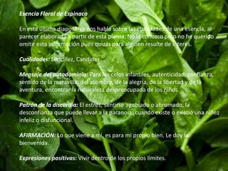 Esencia Floral de Espinaca 
En esta última diapositiva nos habla sobre las cualidades de una esencia, al 
parecer elaborada a partir de esta planta. No la conozco pero no he querido 
omitir esta información pues quizás para alguien resulte de interés. 
Cualidades: Sencillez, Candidez 
Mensaje del autodominio: Para los celos infantiles, autenticidad, confianza, 
sentido de la maravilla, del asombro, de la alegría, de la libertad y de la 
aventura, encontrar la naturaleza despreocupada de los niños. 
Patrón de la discordia: El estrés, sentirse agobiado o abrumado, la 
desconfianza que puede llevar a la paranoia; cuando existe o existió una niñez 
infeliz o disfuncional. 
AFIRMACIÓN: Lo que viene a mí, es para mi propio bien. Le doy la 
bienvenida. 
Expresiones positivas: Vivir dentro de los propios límites. 
 