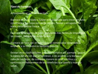 Tipos de Espinaca: 
Actualmente se cultivan tres tipos. 
Espinaca de hoja rizada o Savoy: está adaptada para crecer en duras 
condiciones, sus hojas son verde oscuro, rizadas y arrugadas. Se 
suele comercializar fresca. 
Espinaca Semi-savoy: de hojas onduladas más fáciles de limpiar que 
las rizadas. También se vende fresca. 
Espinaca de hoja lisa: en este caso, se comercializa congelada o 
enlatada y su consumo es bastante popular. 
Existen otras clasificaciones para esta hortaliza por ejemplo, según 
la época del año en que se siembran, o de acuerdo a la textura y 
color de sus hojas, de cualquier manera es muy nutritiva y a 
continuación hablaremos de los beneficios que aporta a nuestra 
salud.. 
 