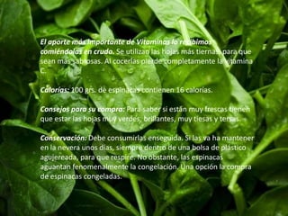 El aporte más importante de Vitaminas lo recibimos 
comiéndolas en crudo. Se utilizan las hojas más tiernas, para que 
sean más sabrosas. Al cocerlas pierde completamente la vitamina 
C. 
Calorías: 100 grs. de espinacas contienen 16 calorías. 
Consejos para su compra: Para saber si están muy frescas tienen 
que estar las hojas muy verdes, brillantes, muy tiesas y tersas. 
Conservación: Debe consumirlas enseguida. Si las va ha mantener 
en la nevera unos días, siempre dentro de una bolsa de plástico 
agujereada, para que respire. No obstante, las espinacas 
aguantan fenomenalmente la congelación. Una opción la compra 
de espinacas congeladas. 
 