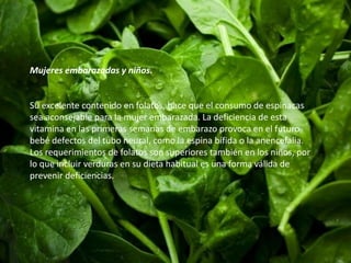 Mujeres embarazadas y niños. 
Su excelente contenido en folatos, hace que el consumo de espinacas 
sea aconsejable para la mujer embarazada. La deficiencia de esta 
vitamina en las primeras semanas de embarazo provoca en el futuro 
bebé defectos del tubo neural, como la espina bífida o la anencefalia. 
Los requerimientos de folatos son superiores también en los niños, por 
lo que incluir verduras en su dieta habitual es una forma válida de 
prevenir deficiencias. 
 