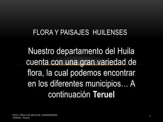 Nuestro departamento del Huila
cuenta con una gran variedad de
flora, la cual podemos encontrar
en los diferentes municipios… A
continuación Teruel
FLORA Y PAISAJES HUILENSES
FOTO: FINCA LAS DELICIAS, ALMORZADERO
(TERUEL -HUILA)
1
 