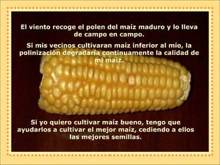 El viento recoge el polen del maíz maduro y lo lleva de campo en campo. Si mis vecinos cultivaran maíz inferior al mío, la polinización degradaría continuamente la calidad de mi maíz. Si yo quiero cultivar maíz bueno, tengo que ayudarlos a cultivar el mejor maíz, cediendo a ellos las mejores semillas. 
