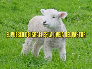 EL PUEBLO DE ISRAEL ES LA OVEJA DEL PASTOR 