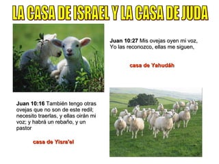 Juan 10:16  También tengo otras ovejas que no son de este redil; necesito traerlas, y ellas oirán mi voz; y habrá un rebaño, y un pastor Juan 10:27  Mis ovejas oyen mi voz, Yo las reconozco, ellas me siguen, casa de Yisra'el casa de Yahudáh LA CASA DE ISRAEL Y LA CASA DE JUDA 