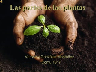 Verónica González Montañez Comu 1017 Las partes de las plantas 