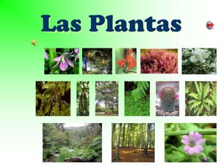 Las Plantas
 
