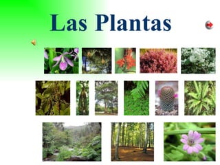Las   Plantas 