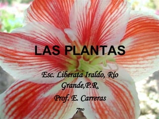 LAS PLANTAS Esc. Liberata Iraldo, Río Grande,P.R. Prof. E. Carreras 7 mo 
