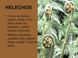 HELECHOS <ul><li>Crecen en muchos lugares, desde el frío Ártico hasta  los húmedos y cálidos bosques tropicales. </li></ul...