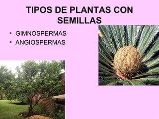 TIPOS DE PLANTAS CON SEMILLAS <ul><li>GIMNOSPERMAS </li></ul><ul><li>ANGIOSPERMAS </li></ul>