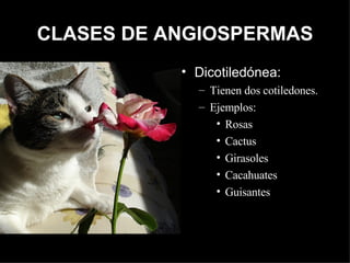 CLASES DE ANGIOSPERMAS <ul><li>Dicotiledónea: </li></ul><ul><ul><li>Tienen dos cotiledones. </li></ul></ul><ul><ul><li>Eje...