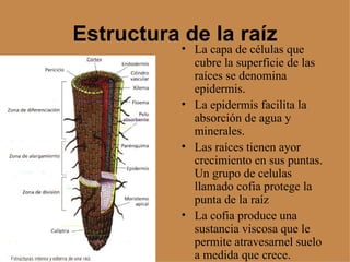 Estructura de la raíz <ul><li>La capa de células que cubre la superficie de las raíces se denomina epidermis. </li></ul><u...