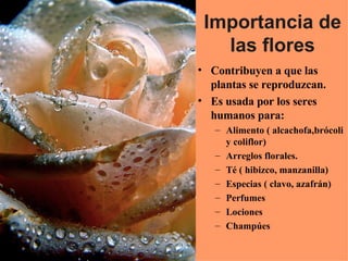 Importancia de las flores <ul><li>Contribuyen a que las plantas se reproduzcan. </li></ul><ul><li>Es usada por los seres h...