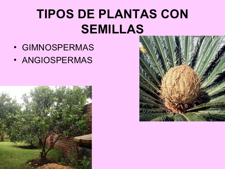 tipos de plantas con semillas ul li gimnospermas li ul tipos de plantas con semillas ul li gimnospermas li ul
