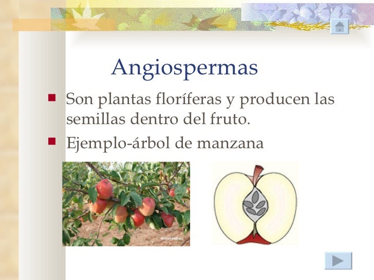 Las plantas Las plantas
