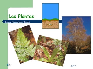 Las Plantas Belén Fernández Cases 