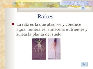 Raíces
   La raíz es la que absorve y conduce
    agua, minerales, almacena nutrientes y
    sujeta la planta del suelo.
 