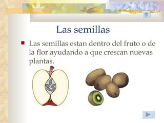 Las semillas
   Las semillas estan dentro del fruto o de
    la flor ayudando a que crescan nuevas
    plantas.
 