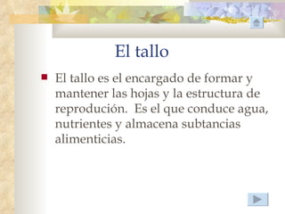 El tallo
   El tallo es el encargado de formar y
    mantener las hojas y la estructura de
    reprodución. Es el que conduce agua,
    nutrientes y almacena subtancias
    alimenticias.
 
