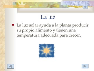 La luz
   La luz solar ayuda a la planta producir
    su propio alimento y tienen una
    temperatura adecuada para crecer.
 