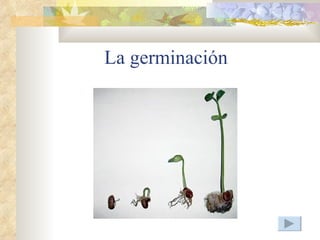 La germinación
 
