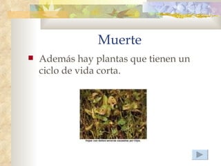 Muerte
   Además hay plantas que tienen un
    ciclo de vida corta.
 