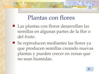 Plantas con flores
   Las plantas con flores desarrollan las
    semillas en algunas partes de la flor o
    del fruto.
   Se reproducen mediantes las flores ya
    que producen semillas creando nuevas
    plantas y pueden crecer en zonas que
    no sean humedas.
 