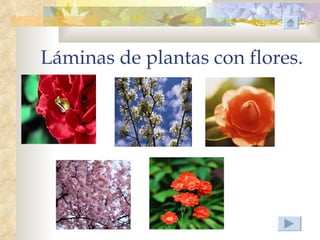 Láminas de plantas con flores.
 