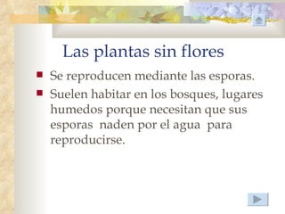 Las plantas sin flores
   Se reproducen mediante las esporas.
   Suelen habitar en los bosques, lugares
    humedos porque necesitan que sus
    esporas naden por el agua para
    reproducirse.
 