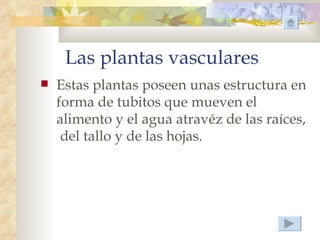Las plantas vasculares
   Estas plantas poseen unas estructura en
    forma de tubitos que mueven el
    alimento y el agua atravéz de las raíces,
     del tallo y de las hojas.
 