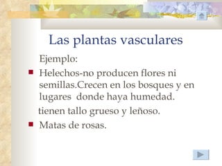 Las plantas vasculares
    Ejemplo:
   Helechos-no producen flores ni
    semillas.Crecen en los bosques y en
    lugares donde haya humedad.
    tienen tallo grueso y leñoso.
   Matas de rosas.
 