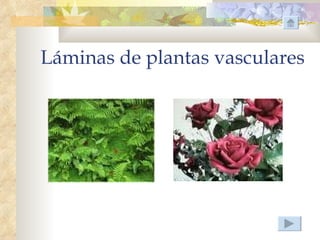 Láminas de plantas vasculares
 