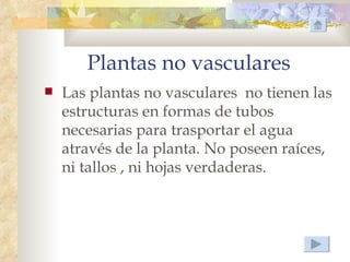 Plantas no vasculares
   Las plantas no vasculares no tienen las
    estructuras en formas de tubos
    necesarias para trasportar el agua
    através de la planta. No poseen raíces,
    ni tallos , ni hojas verdaderas.
 