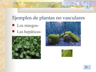 Ejemplos de plantas no vasculares
   Los musgos-
   Las hepáticas-
 