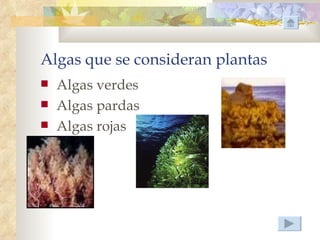 Algas que se consideran plantas
   Algas verdes
   Algas pardas
   Algas rojas
 