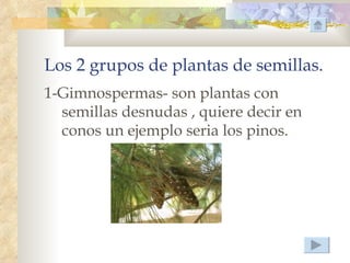 Los 2 grupos de plantas de semillas.
1-Gimnospermas- son plantas con
  semillas desnudas , quiere decir en
  conos un ejemplo seria los pinos.
 