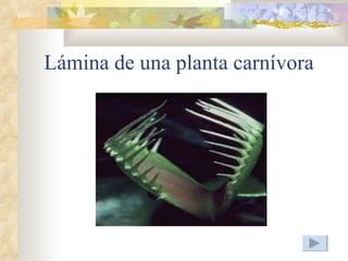Lámina de una planta carnívora
 