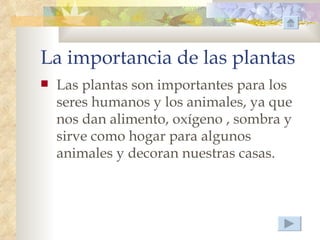 La importancia de las plantas
   Las plantas son importantes para los
    seres humanos y los animales, ya que
    nos dan alimento, oxígeno , sombra y
    sirve como hogar para algunos
    animales y decoran nuestras casas.
 