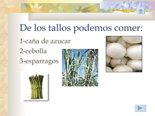 De los tallos podemos comer:
1-caña de azucar
2-cebolla
3-esparragos
 