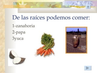 De las raíces podemos comer:
1-zanahoria
2-papa
3yuca
 