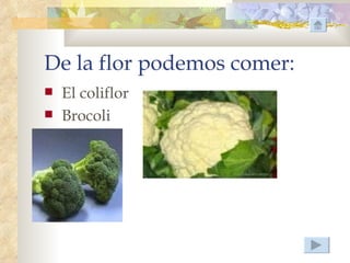 De la flor podemos comer:
   El coliflor
   Brocoli
 