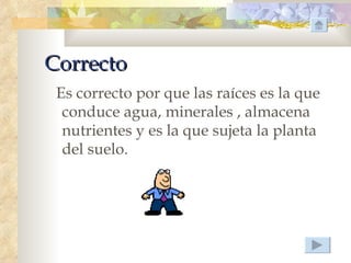 Correcto
 Es correcto por que las raíces es la que
  conduce agua, minerales , almacena
  nutrientes y es la que sujeta la planta
  del suelo.
 