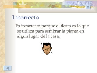 Incorrecto
 Es incorrecto porque el tiesto es lo que
  se utiliza para sembrar la planta en
  algún lugar de la casa.
 