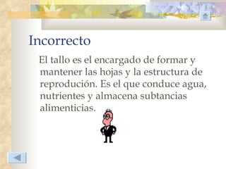 Incorrecto
 El tallo es el encargado de formar y
 mantener las hojas y la estructura de
 reprodución. Es el que conduce agua,
 nutrientes y almacena subtancias
 alimenticias.
 