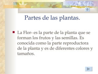 Partes de las plantas.

   La Flor- es la parte de la planta que se
    forman los frutos y las semillas. Es
    conocida como la parte reproductora
    de la planta y es de diferentes colores y
    tamaños.
 