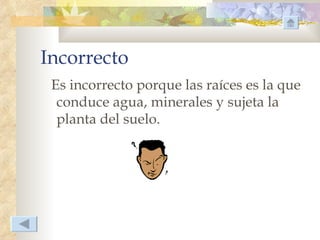 Incorrecto
 Es incorrecto porque las raíces es la que
  conduce agua, minerales y sujeta la
  planta del suelo.
 