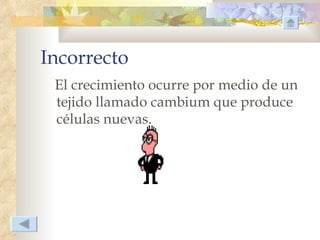 Incorrecto
 El crecimiento ocurre por medio de un
 tejido llamado cambium que produce
 células nuevas.
 