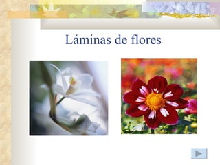 Láminas de flores
 