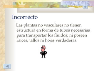 Incorrecto
 Las plantas no vasculares no tienen
 estructura en forma de tubos necesarias
 para transportar los fluidos; ni poseen
 raíces, tallos ni hojas verdaderas.
 